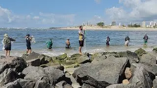 Pescarias de tarrafas, 20-02-25, manhã, Molhes de Imbé,RS. alguns peixes com boto #pescadetarrafa