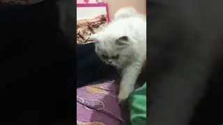 Funny snowbell#cat#snowbell