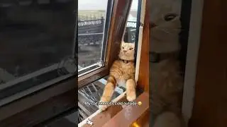 Cat Enjoying Snow 🐈❄️ #cat #snow #funny #foryou#youtube