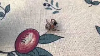 Spider having dinner with us