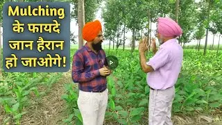किसानो के लिए वरदान है Mulching|Rajbir Singh Pingalwara Trust Amritsar Punjab
