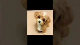 🐶 Clips Million View Pets /p26 #shorts #dogs #pets