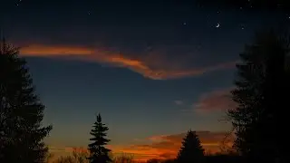 Twilight Forest ASMR Night Ambience with Peaceful Cricket Sound Chirping for Sleep, Study and Relax🌲