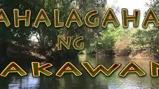 Kahalagahan ng Bakawan