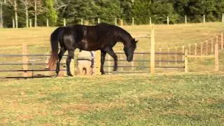 W A R Adikyrie, Forever Morgans rescue mare, at the canter