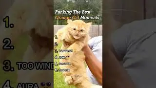 Ranking The Best Orange Cat Moments