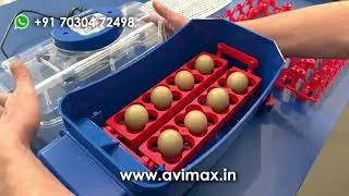 Incubation And Hatching Of Pheasant Eggs With Lumia 8 By Avimax