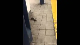 NY Pizza Rat turns to cannibalism