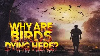 Why Do Birds Commit Suicide in This Indian Village? 🐦⚠️🇮🇳🕯️| Veda Ryu
