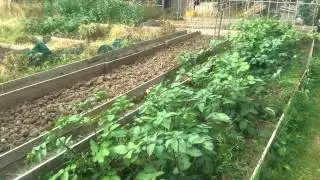 Walk around the plot (allotment) July 2014
