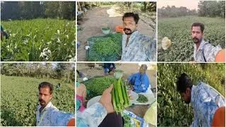 Aaj ka bhindi ka (bhav) rate  1300 #bhindi #farming #farmer 