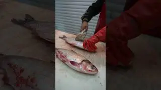 Skilled Fishmonger Uses Unique Tool for Descaling &ndash; Local Market Cuts