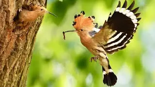 Let the song of the Eurasian hoopoe calm your spirit