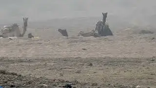 The Truth About Camels and Illegal Sand Mining in India | Chambal River & Biodiversity Crisis