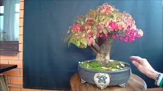 Бонсай Краски осени бересклет европейский Bonsai euonymus europaeus Bonsai pot Four face  2022 год