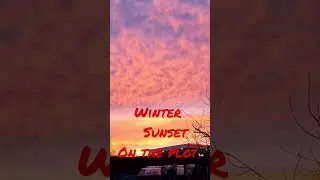 Winter Sunset over the Allotment #shorts #blustardave #allotment #gardening