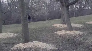 Aldens Kennels Inc. Barrington IL Dog Boarding