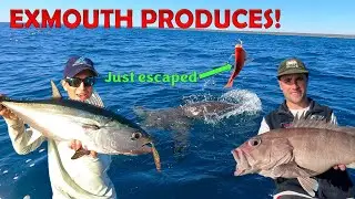 Lots of Sharks & Lots of Fish! | Fishing Exmouth