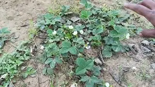 Strawberry fruits and plants##flowergarden #ihavethisthingwithplants #gardenplants 