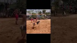 Can you believe this dog&rsquo;s beach volleyball moves? 🤯🏐 #DogMagic #SportyPup #pup #puppy #puplife