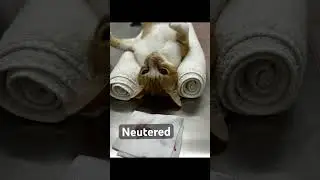 Neutering a Stray Cat | Humane Population Control & Recovery Care #StrayCat #CatNeutering #TNR