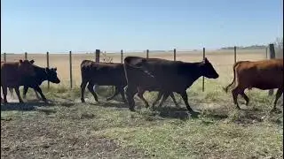 WhatsApp Video 2026 01 21 at 10 18 12 AM