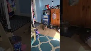 Cats being adorable before Neko Thinks she's getting food