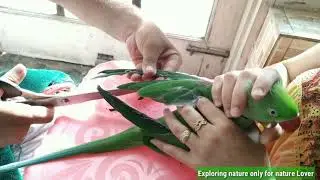 How to trim parrot wings - How to clip birds wings practical video in Hindi / urdu