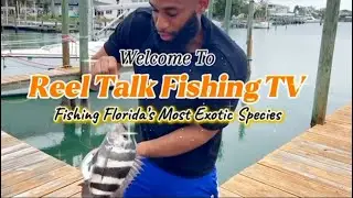48 Hours of Winter Fishing in Florida:The Reel Way! #reeltalkfishingtv #floridafishing #stpetersburg