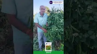 DOLICHOS SFB-42 | उच्च बाजार मूल्य और अच्छी रोग प्रतिरोधक क्षमता | डोलिचोस SFB-42 #farmersuccess