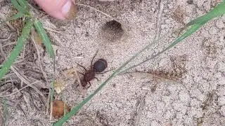 Giant Ant! Leafcutter queen?