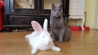 Rescued blind cat and albino bunny playing together