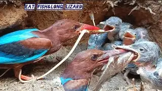 KINGFISHER‼️RAKUS DAN KELAPARAN DI MASA PERTUMBUHAN