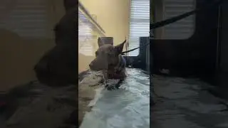 Ryelee in the #underwatertreadmill for the #firsttime  ||  #caninerehab #vetsurgery