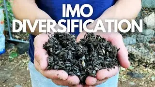 A Beginner's Guide to IMO3