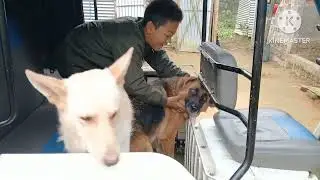 tripura/ German shepherds  male female