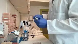 Preparing the cells for the Monocyte Activation Test (MAT)