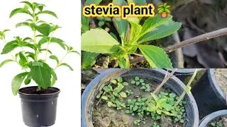 Stevia plant care tips