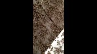 Crazy honey bees on the porch