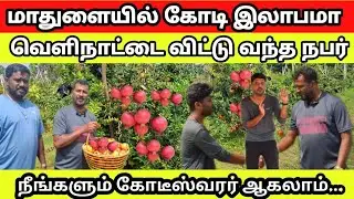 மாதுளையில் கோடி இலாபமா நீங்களும் கோடீஸ்வரர் ஆகலாம்...