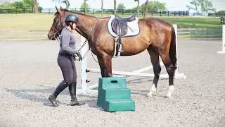 Paulick Report OTTB Training Toolkit - Mastering Mounting