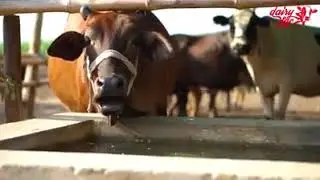 dairylac