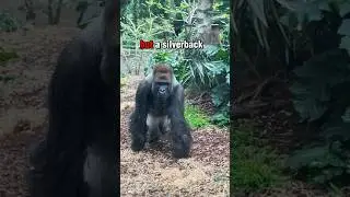 Lion vs gorilla bite force #gorillas #lion