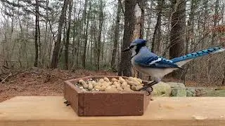 Blue Jays and Squirrels