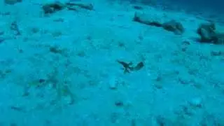 Robust Ghost Pipefish
