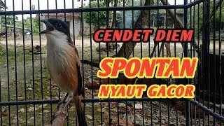BURUNG CENDET GACORR DOR PANCINGAN CENDET SUSAH BUNYI 