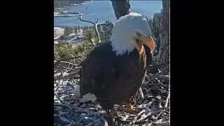 Jackie and Shadow bring lots of twigs, Jackie doesn't have a fishing line in her beak @FOBBVCAM