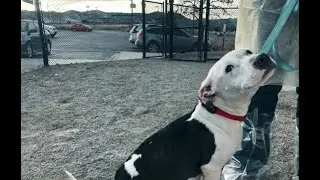 Give more animals the hope and the second chance they deserve
