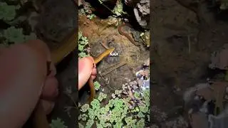GAMPANG BANGET MENANGKAP BELUT DI MALAM HARI