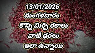 13 January 2026 మంగళవారం కొన్ని మిర్చి రకాలు వాటి ధరలు